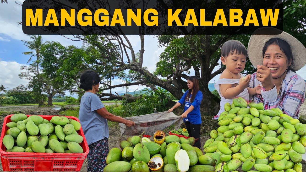 Namunga pala ang aming manggang kalabaw ang daming bunga | Buhay Probinsya | Mindoro