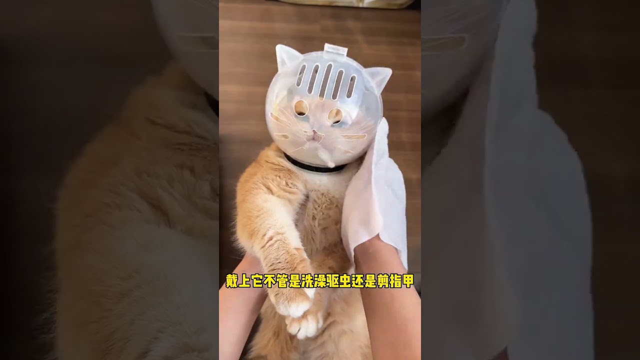 You can take care of your cat at home. Disobedient kittens can become obedient and are no longer