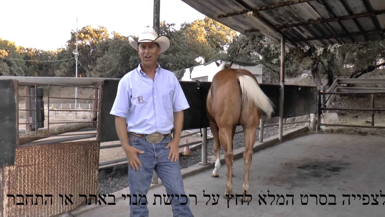 פרומו התנהלות בזמן איכוף - all4horses אילן רוזנברג אילוף סוסים
