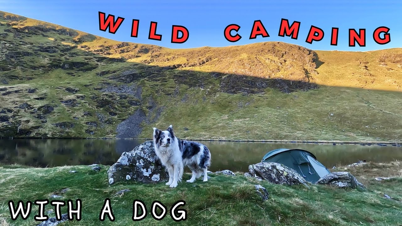 BACKPACKING WITH A DOG - Bowscale Tarn LAKE DISTRICT UK - Wild Camping