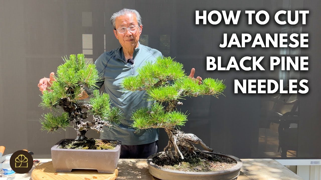 How to Cut Japanese Black Pine Bonsai Needles