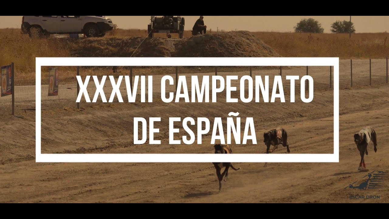 Campeonato de España de Galgos 2024. 11ª Carrera de Liga Recta FEG