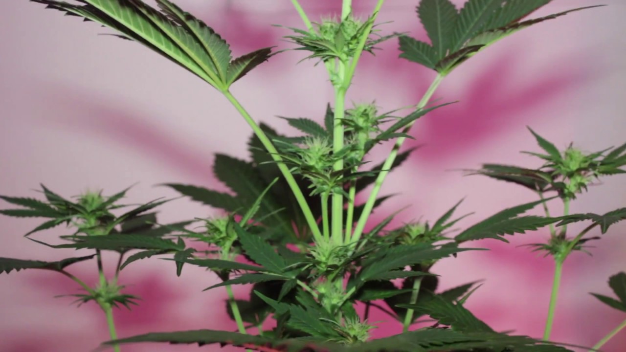 AUTOFLOWER SHORT RIDER (FLOWERING STAGE) T5 POWER VEG GROW-UPDATE #2