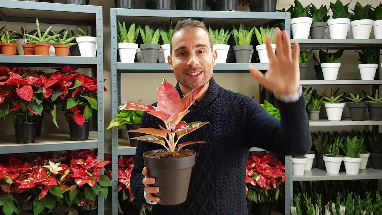 Cuidados b&aacute;sicos de la PLANTA AGLAONEMA. Todo lo que debes de saber sobre ella.