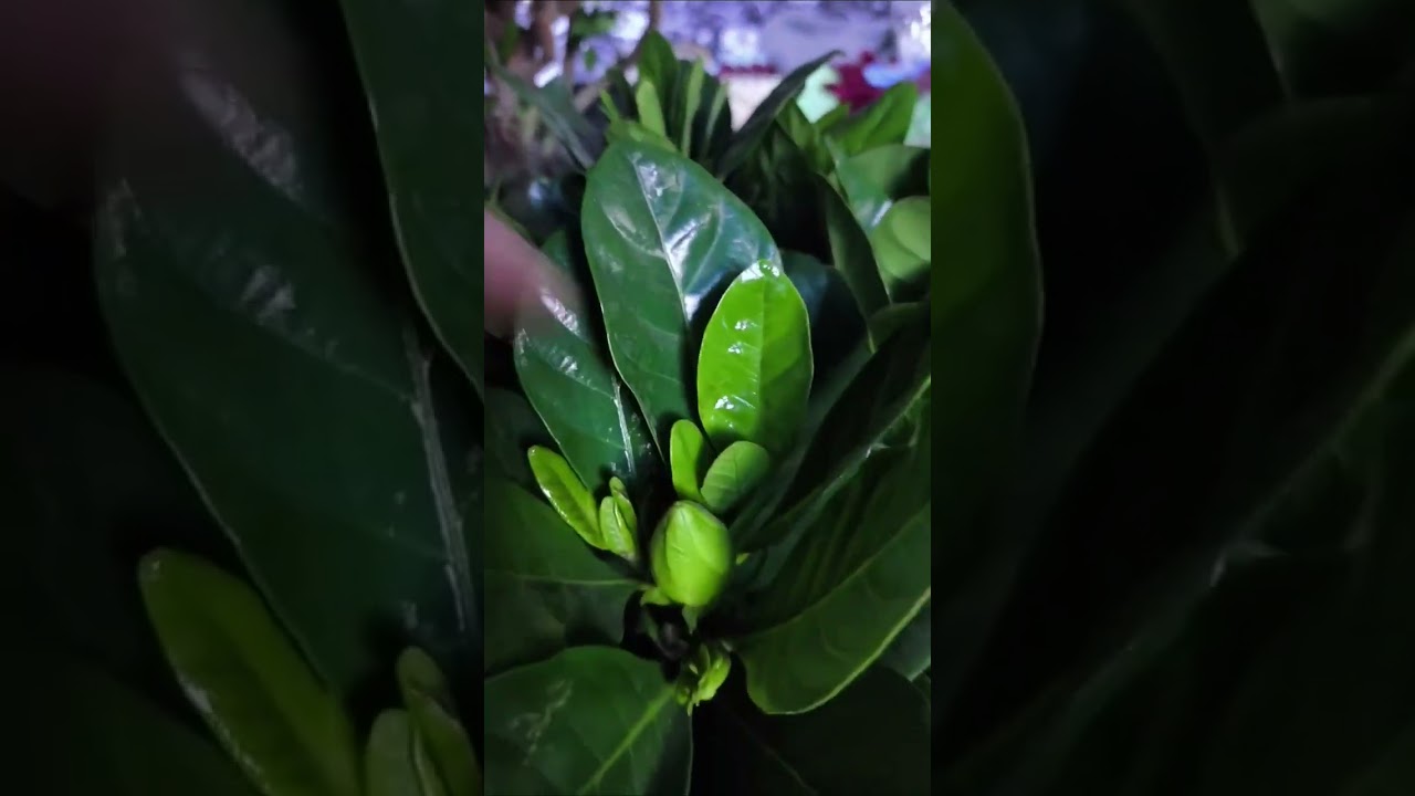 flovers_plant_world