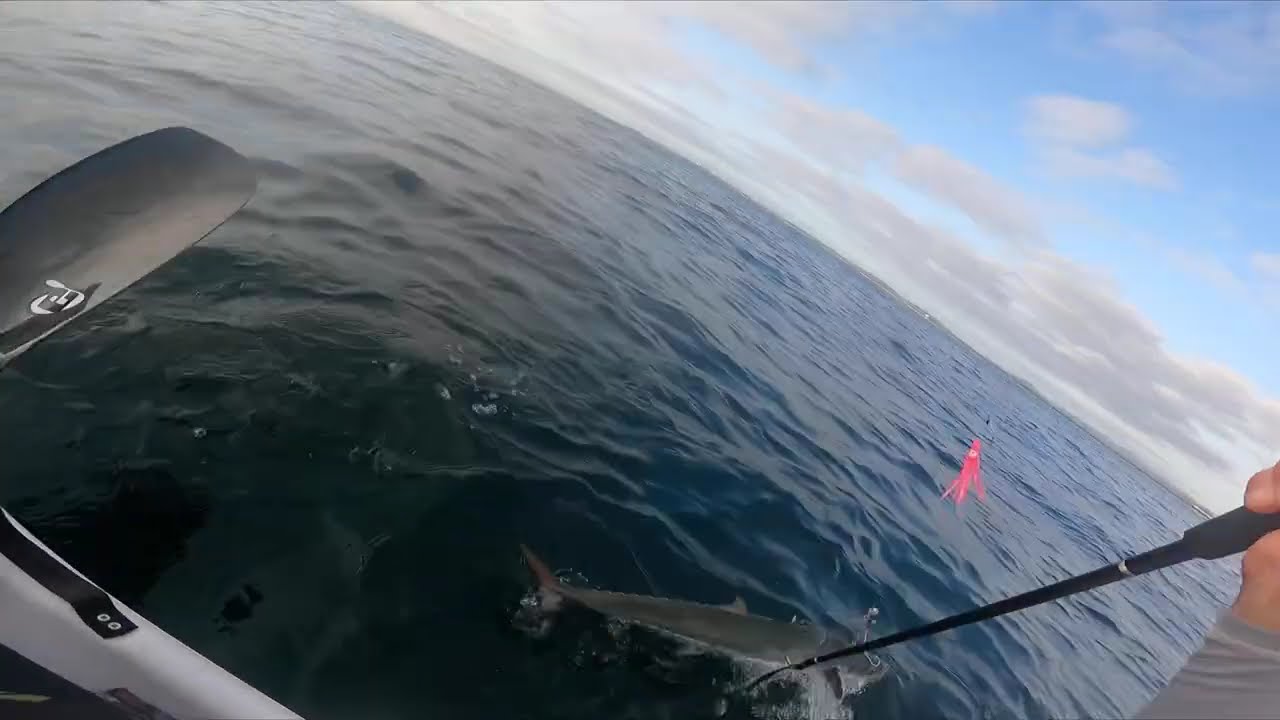Spotted Mackerel Mayhem - Sunshine Coast