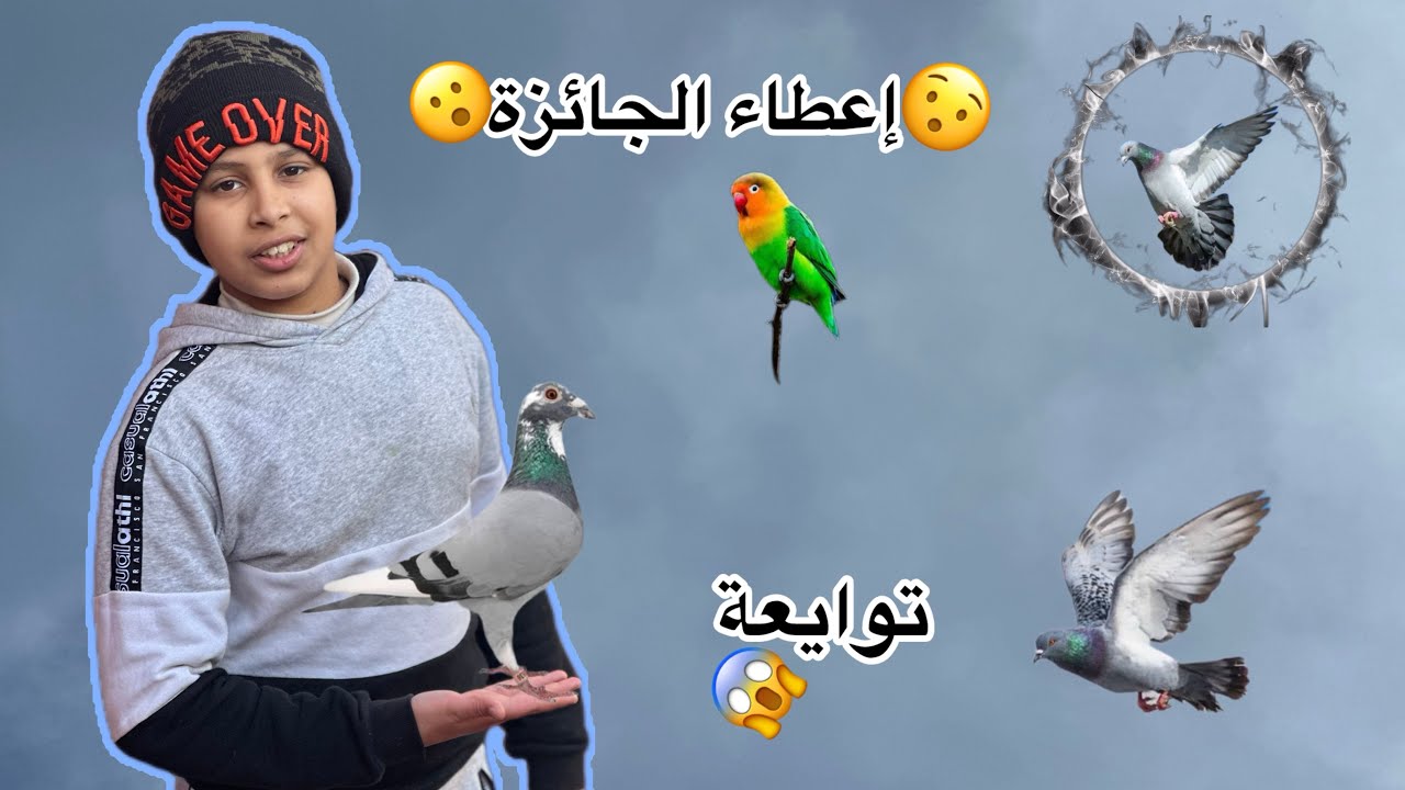إعطاء الجائزة 🕊️حمامة في المستوى 👌توليعة في مسرح الفراخ 😇