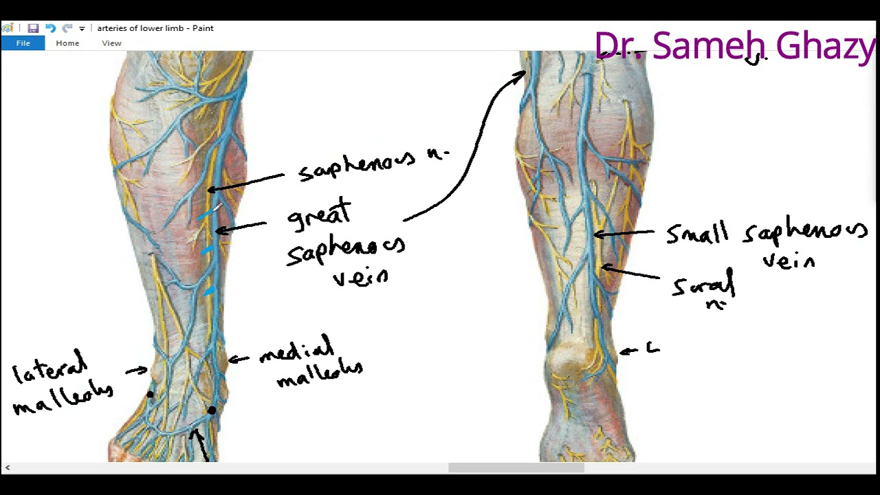 Veins of lower limb