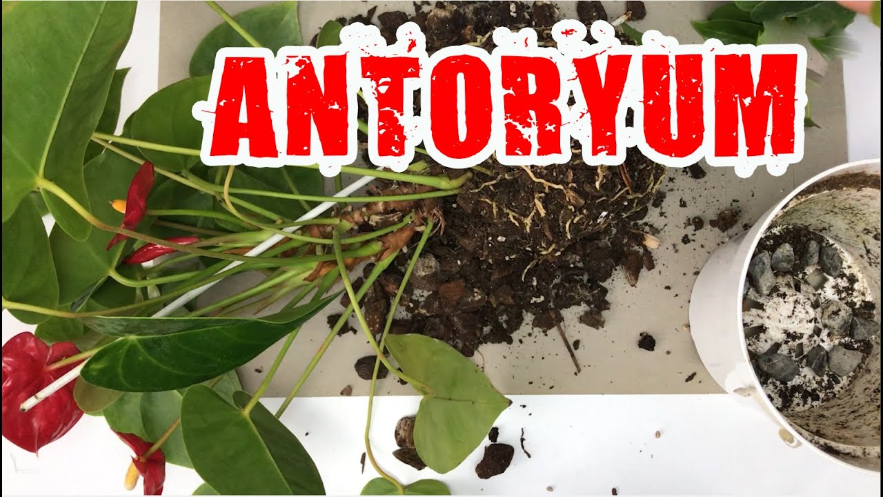 Antoryum Toprak Değişimi ve Çoğaltma Nasıl Yapılır