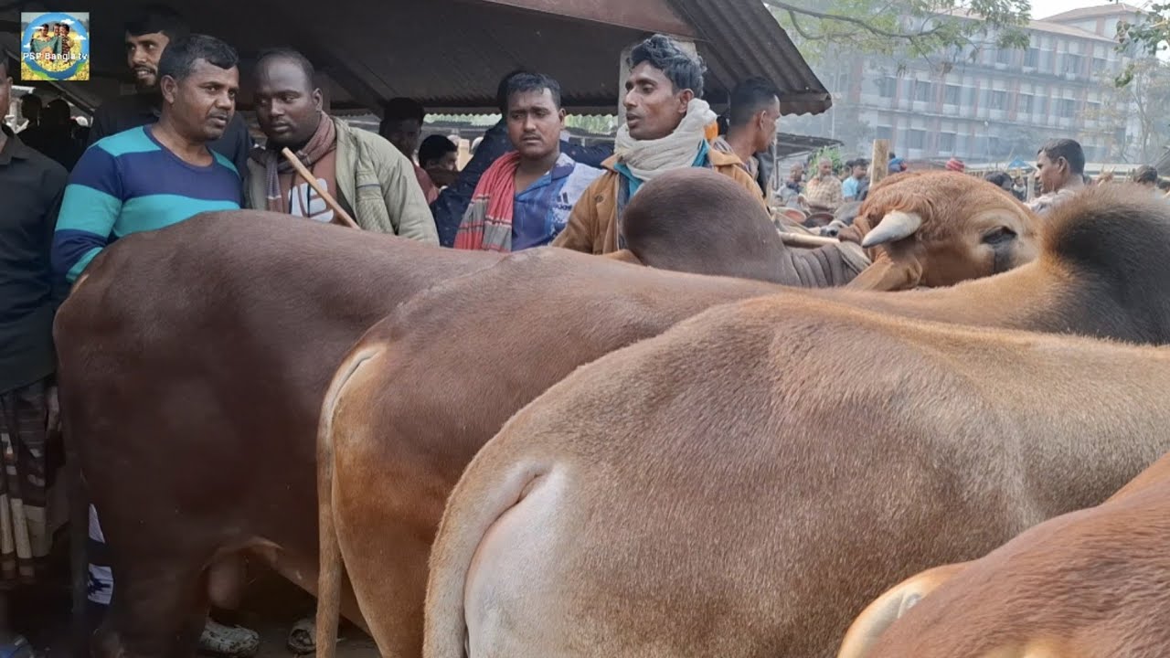 @ 29/1/2026|| কি দামে ফেনীর খামারী কুরবানির ষাঁড় গরু কিনলেন আমবাড়ী হাটে??