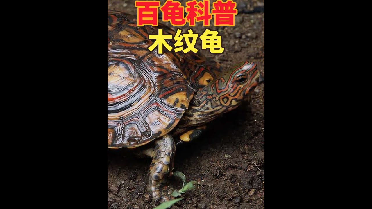 木纹龟百科科普介绍（洪都拉斯木纹龟，油彩木纹龟等）一提到木纹龟，相信很多人第一时间想到的便是绚丽多彩，有着淡蓝色虹膜的洪都拉斯木纹龟以及油彩木纹龟。然而实际上，木纹龟属这个家族的种类或许远比许多人想