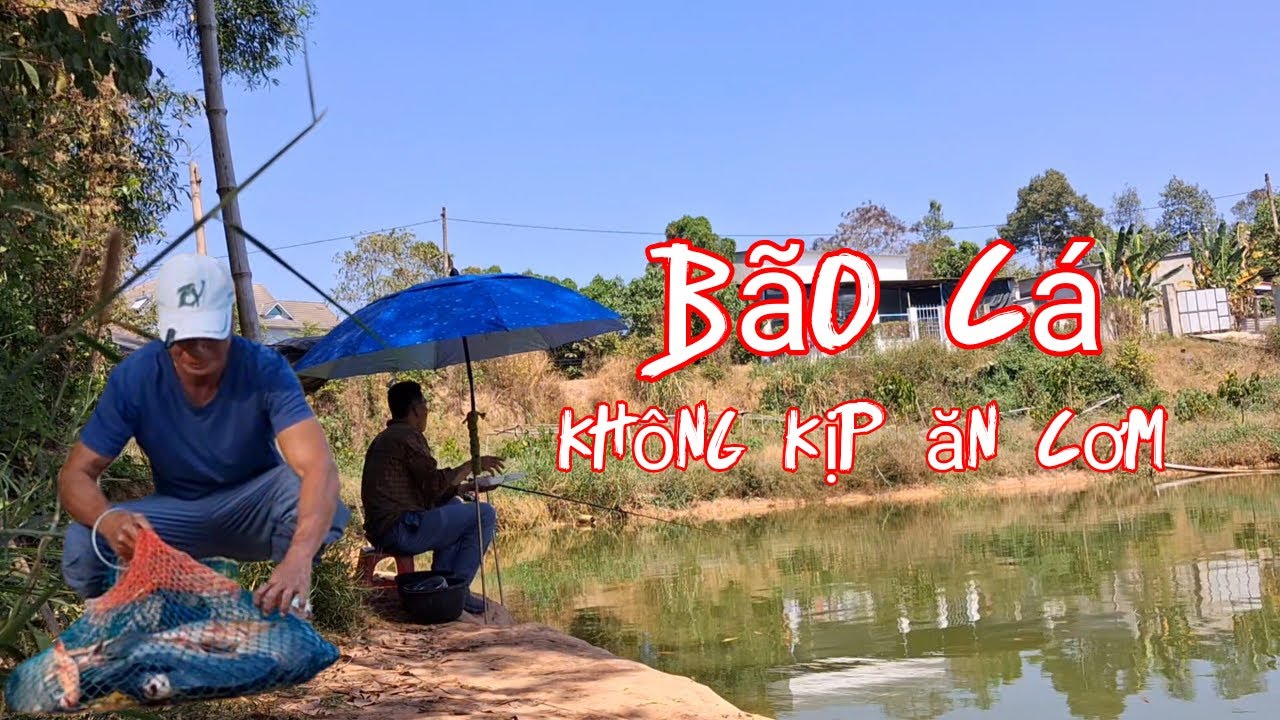 Cá ăn thấy mê - ăn cơm cũng không được yên - hồ minh toản phần cuối