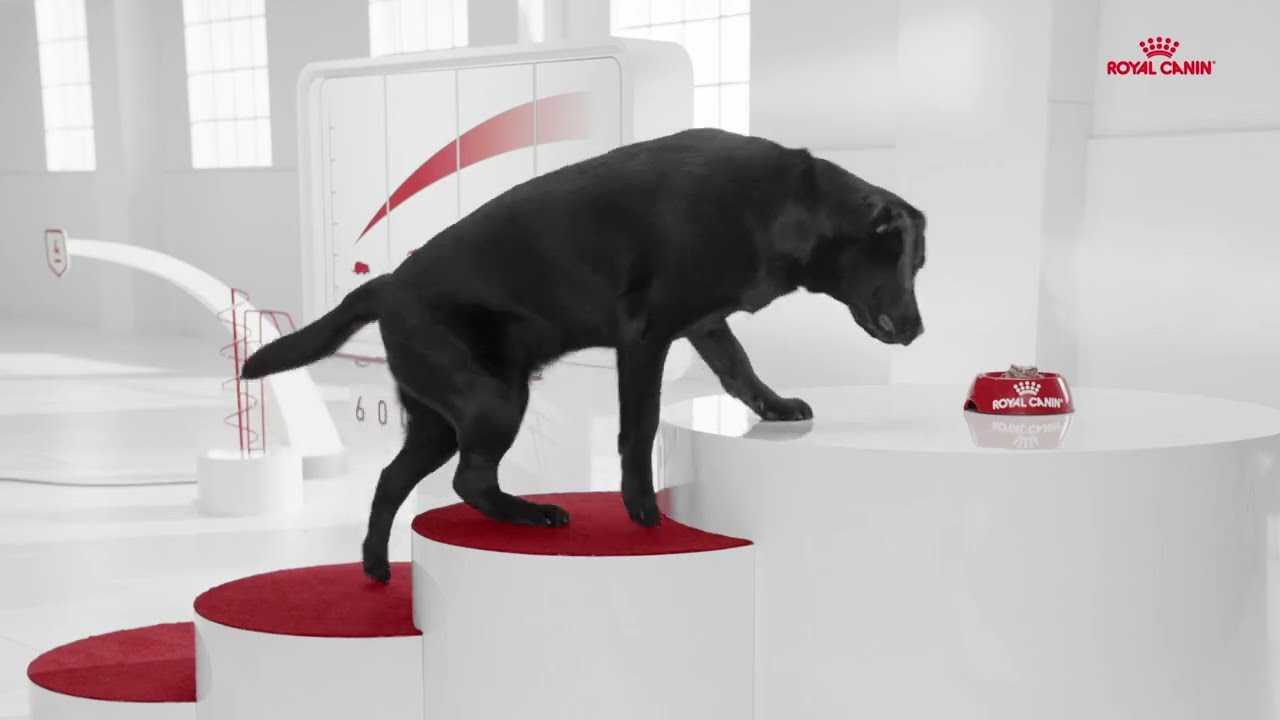 İLK G&Uuml;NDEN SAĞLIK |  YAVRU LABRADOR #BAŞLANGI&Ccedil;MAMASI