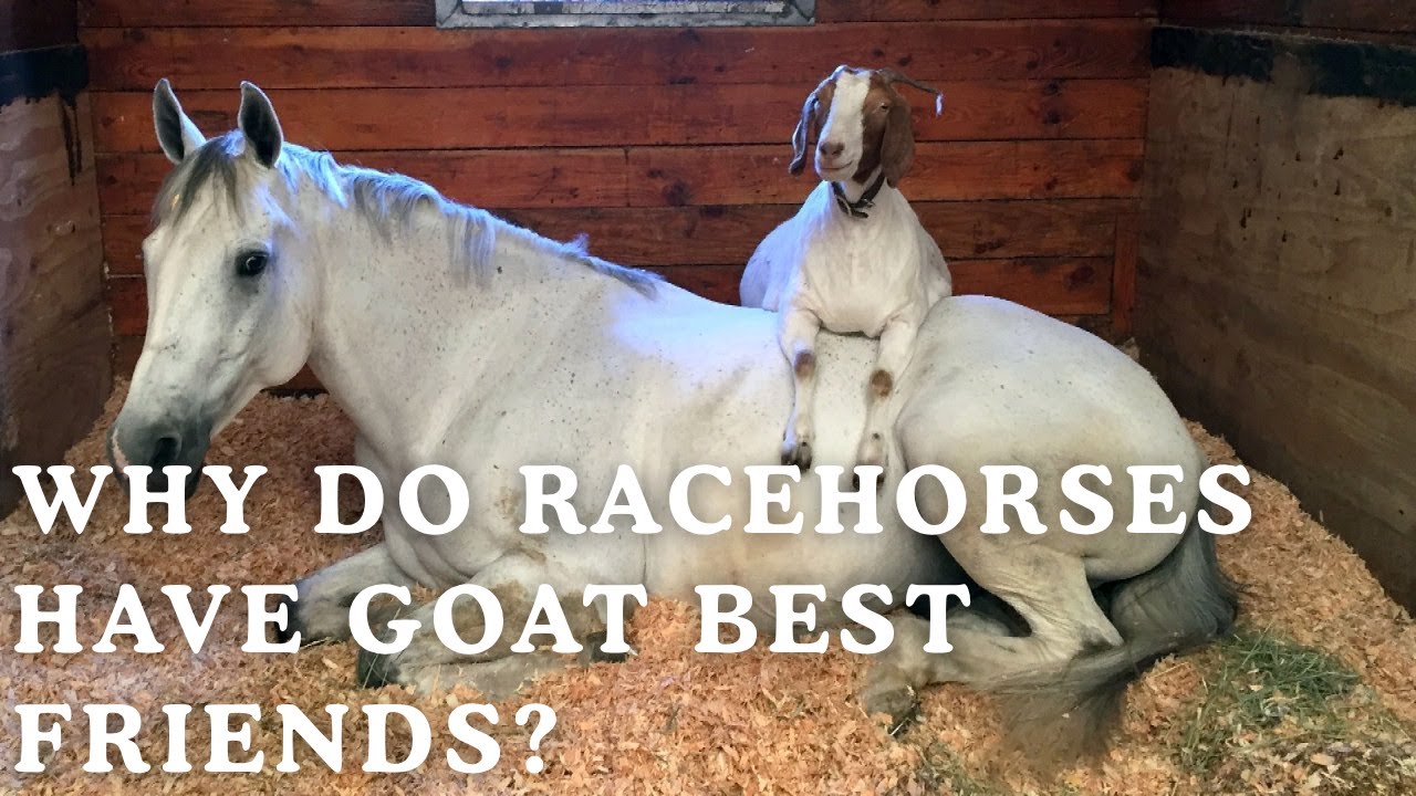 Why Elite Racehorses Have GOATS as Emotional Support Best Friends (The Sweetest Secret in Racing)