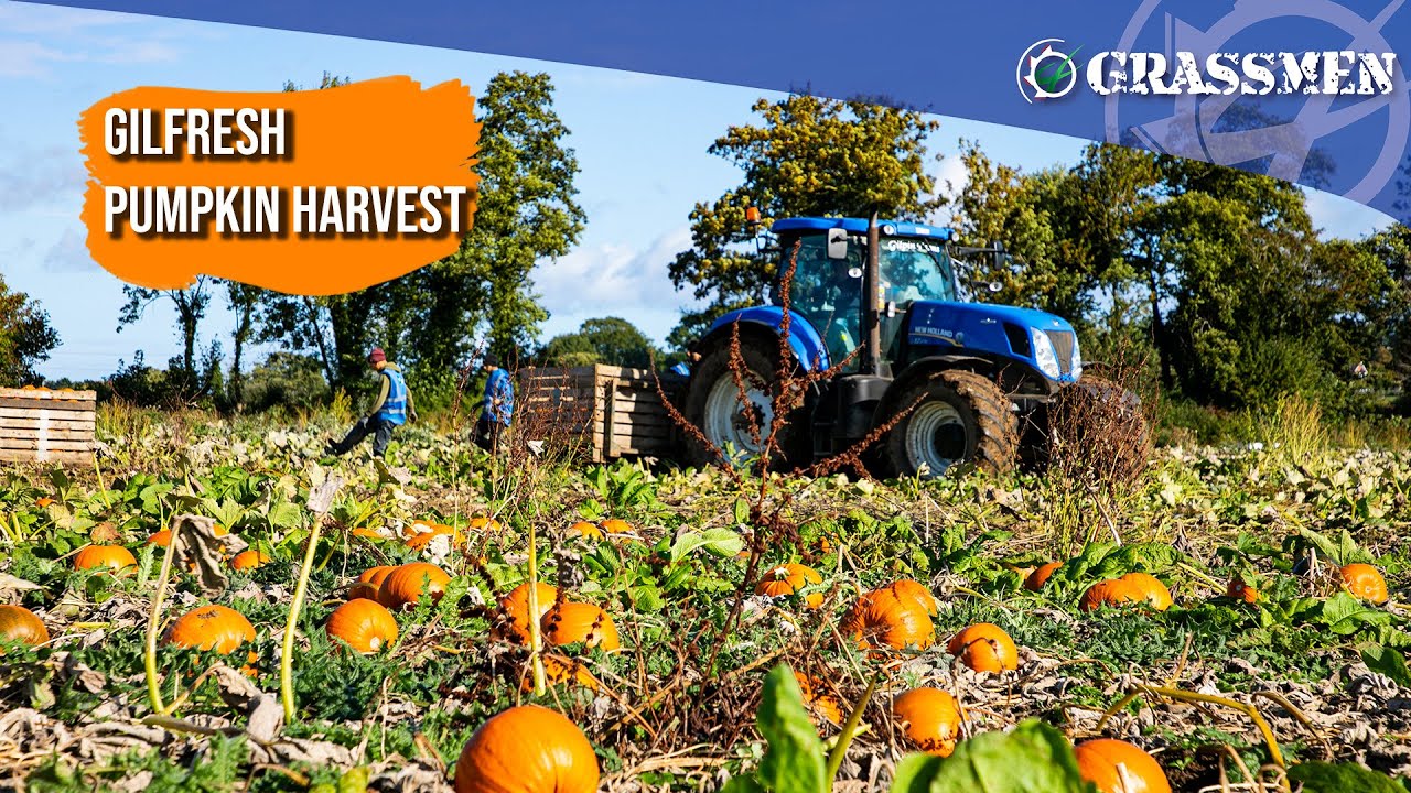 Gilfresh Produce 2022 Pumpkin Harvest!