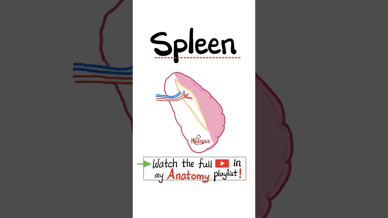 Anatomy of the Spleen&hellip;#anatomy #biology #science #physiology #nurse #doctor #mbbs #nclex #cardiology