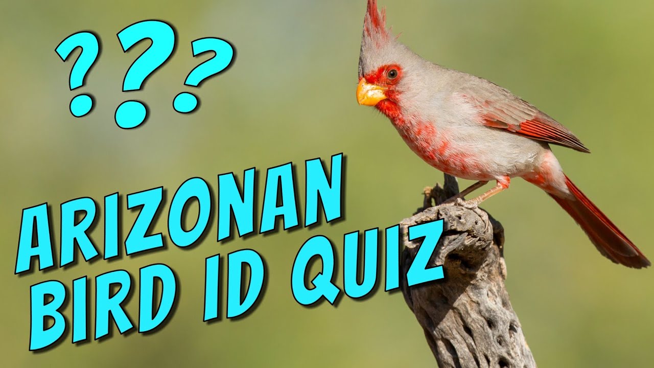 Arizona Birds Quiz - Level 2 - Novice Birder Level - Can you name these 20 Arizonan Birds?