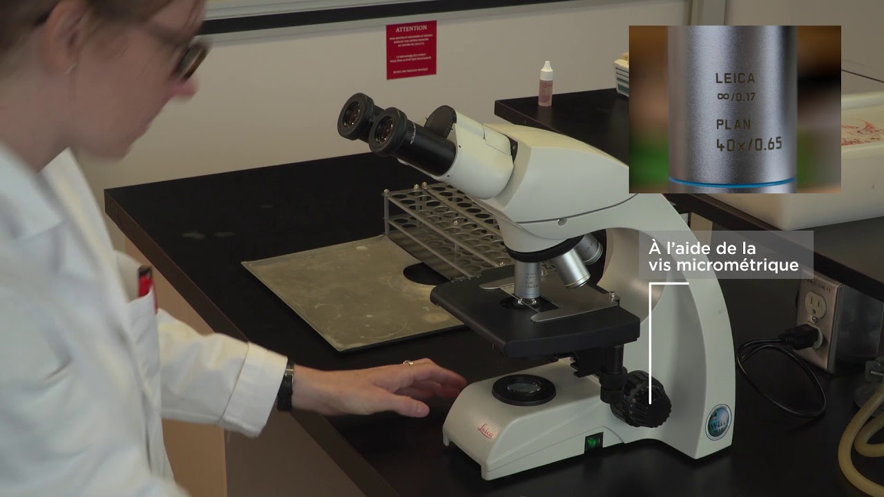 Utilisation des microscopes optiques