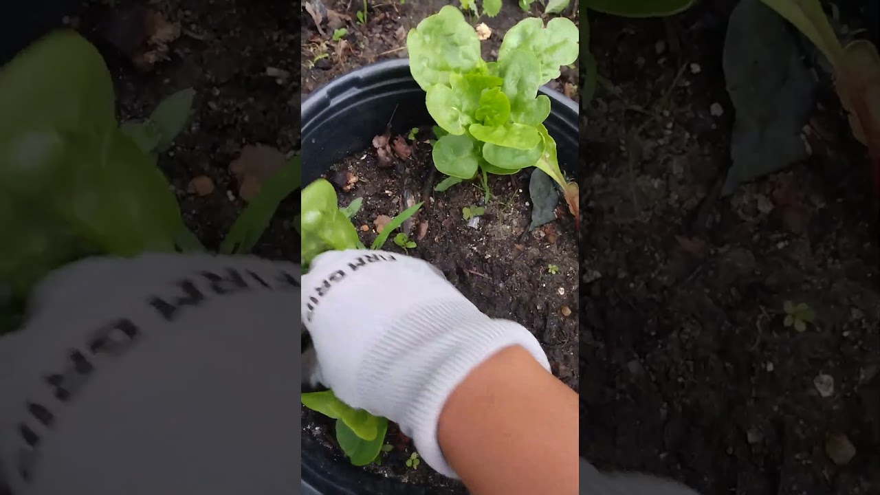 you can't leave your plants alone and expect a successful garden 