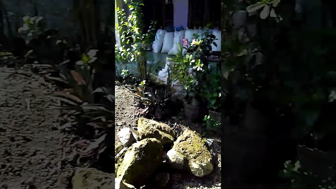 Burung kuntul jinak terlatih