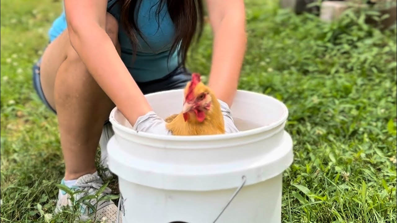How to Remove Mites from Chickens FAST | Elector PSP Dunk Method