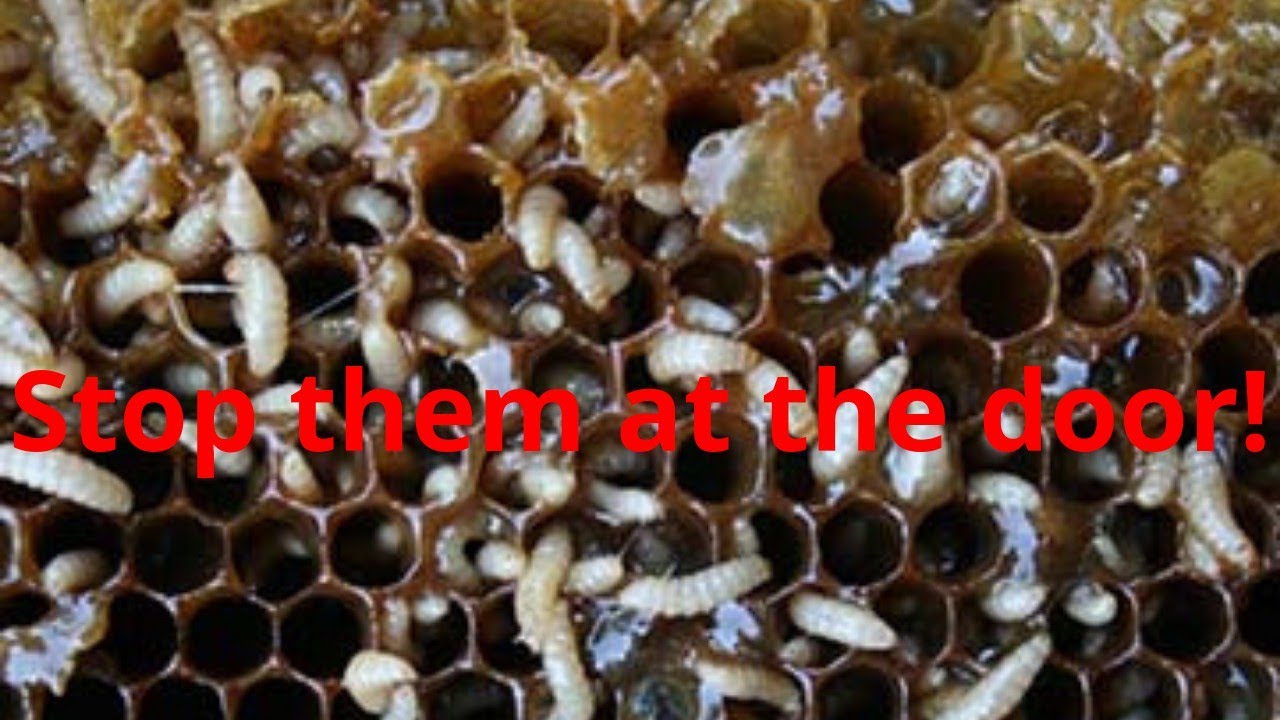 🔵Beetle Buster & Beetle Elimination!