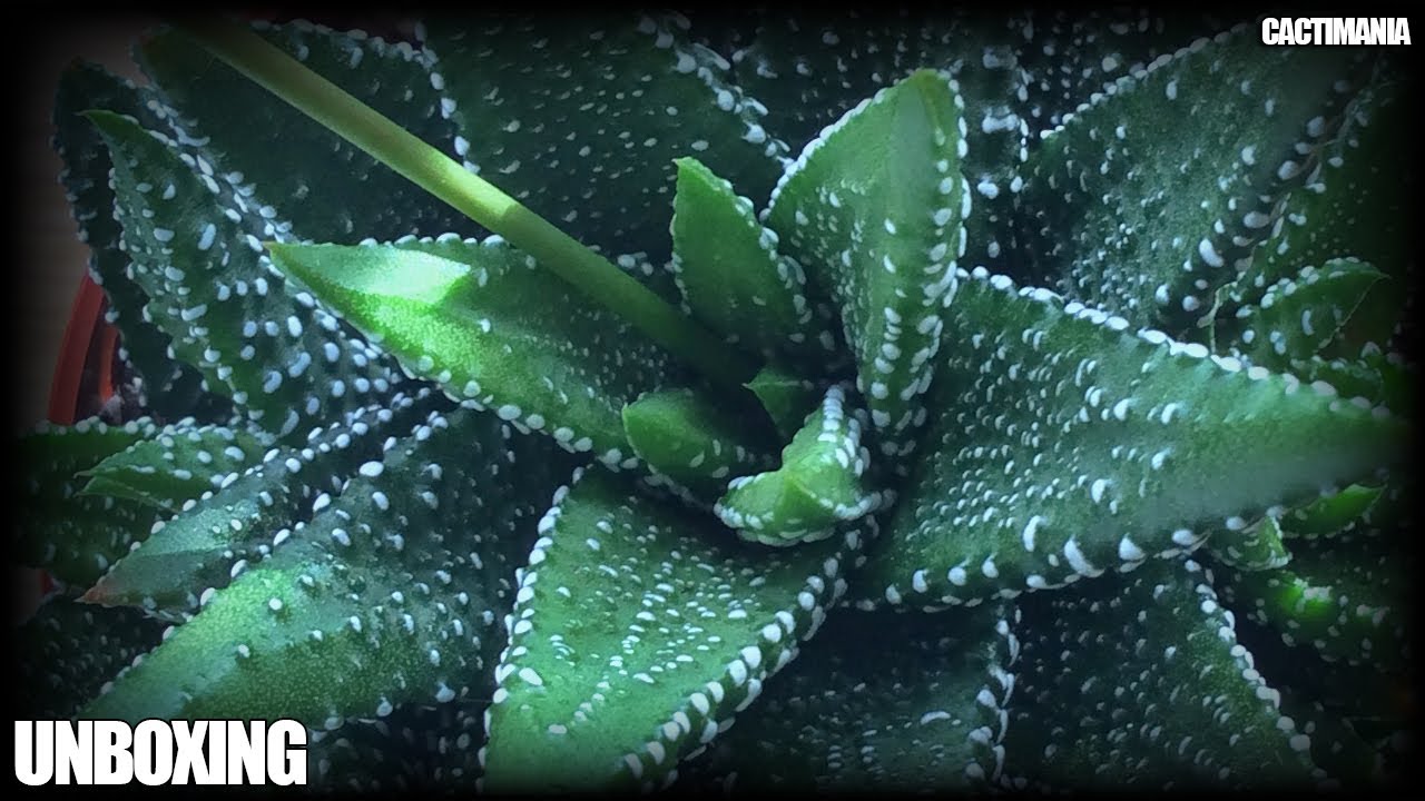 Overly Dramatic Cactus & Succulent Unboxing from Cactus Shop UK #2