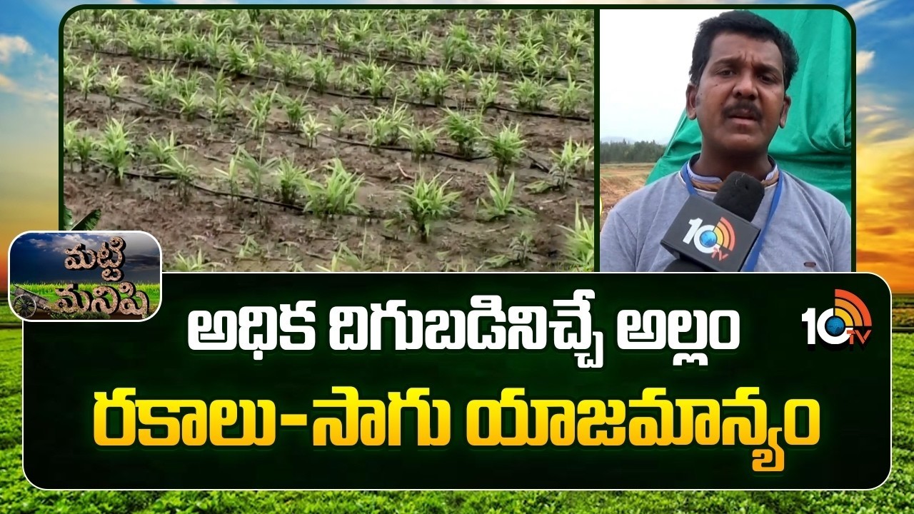 High-Yielding Ginger Varieties &Cultivation Management|అధిక దిగుబడినిచ్చే అల్లం రకాలు-సాగు యాజమాన్యం