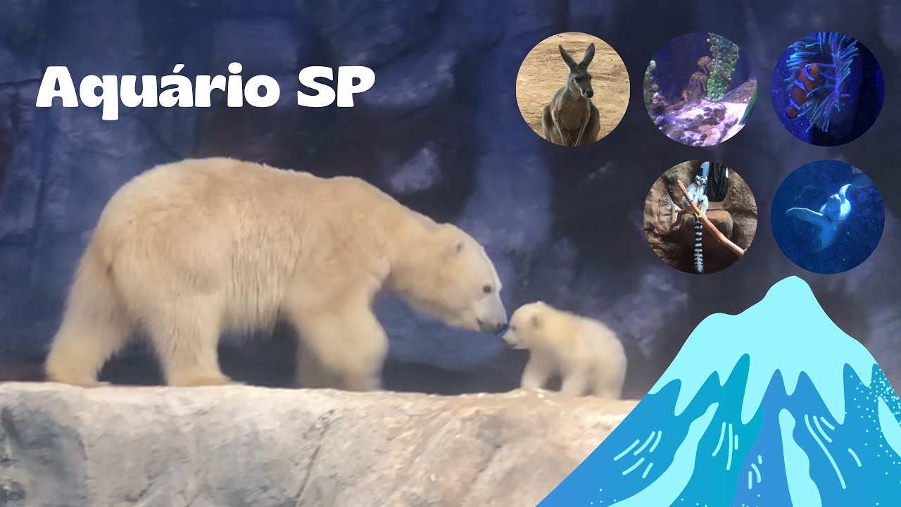 Aquário - São Paulo | Peixes, Animais, Ursa Nur...
