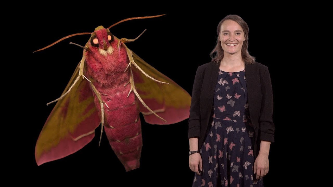 Anna Stockl (JMU and Lund U.): Neural Summation to Improve Night Vision