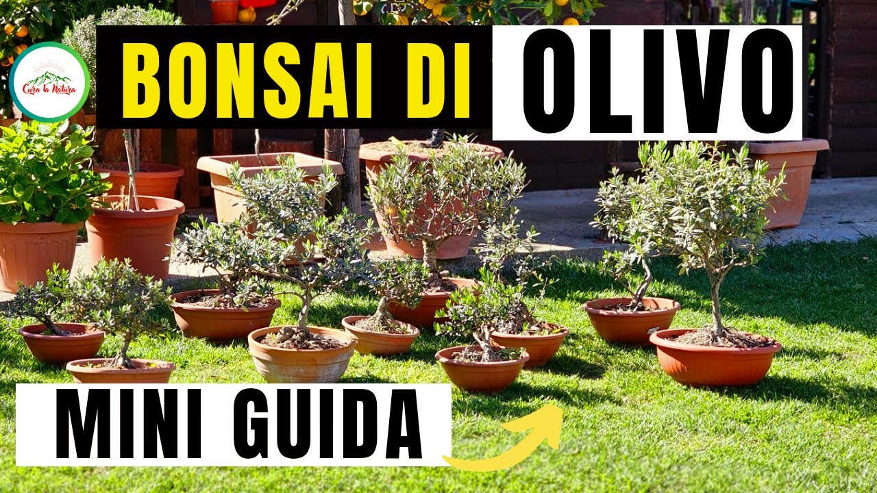 Bonsai  di Olivo - MINI GUIDA COMPLETA PER IL BONSAI DI ULIVO