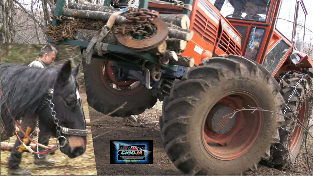 - Лошадь и трактор выкорчевывают еловый лес