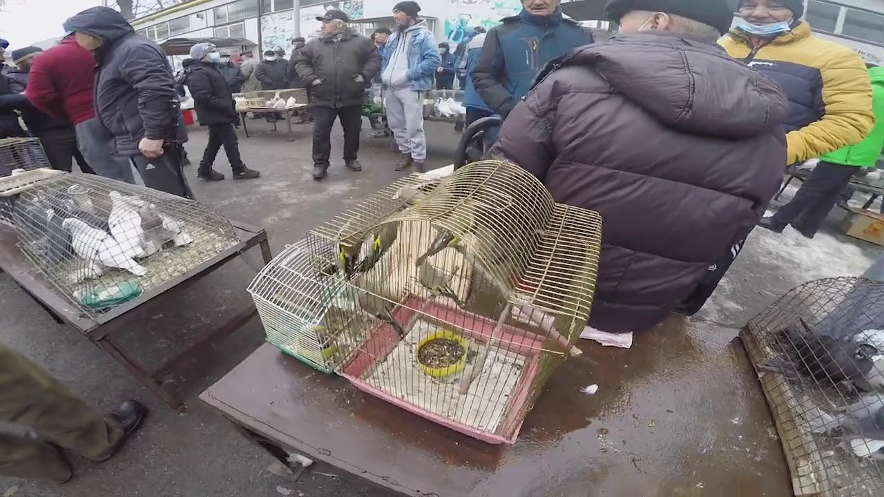 Верненский птичий рынок Алматы