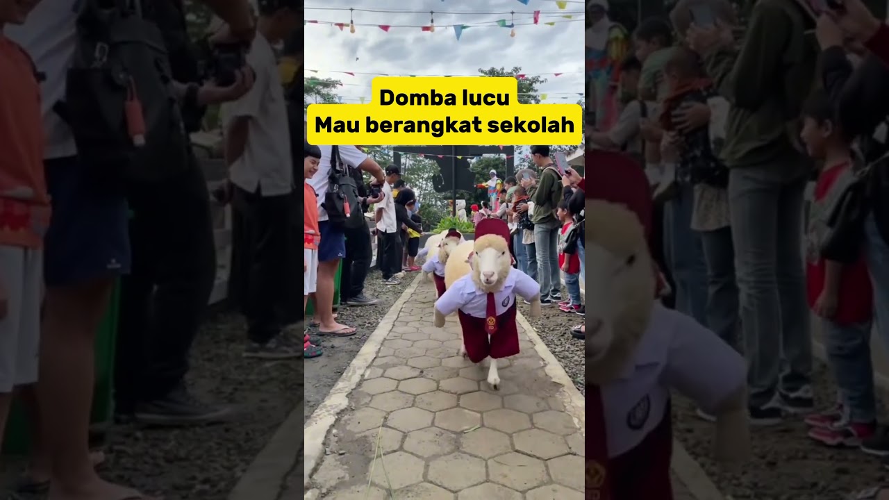 domba lucu rajin berangkat sekolah #goat #lucu #cute #animals #puppy #shortsfeed #sheep #shortvideo