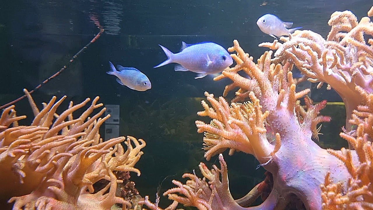 Exploring Aquarium Tanks &ndash; Various Fish Species Up Close