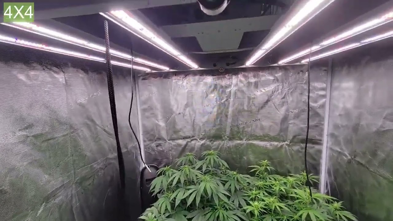 Zoltrix Grower - GIVEAWAY TIME WITH TNB NATURALS! GARDEN UPDATE!  PHOTOS & AUTOFLOWERS! SUB MARATHON