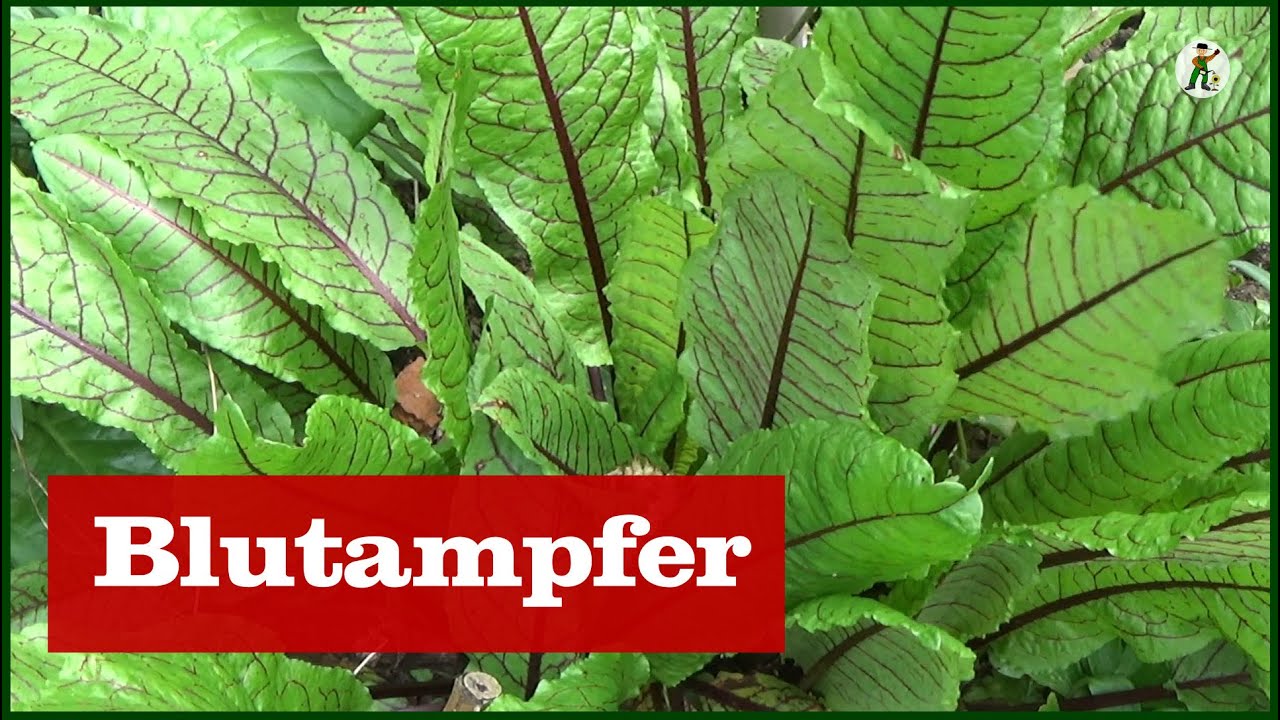Blutampfer im Garten - Permakultur