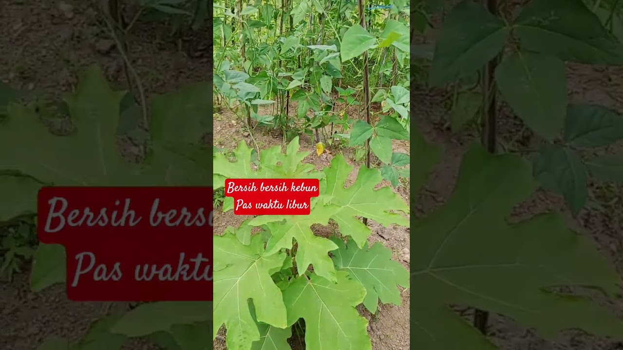 hari libur bersih bersih kebun