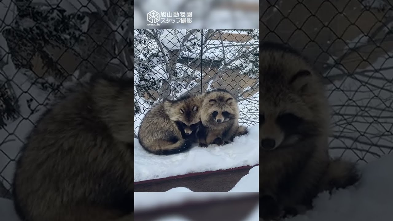 【旭山動物園】なかよしエゾタヌキ❄️こたろう＆うみ[Asahiyama Zoo] Raccoon dog, Kotaro and Umi.