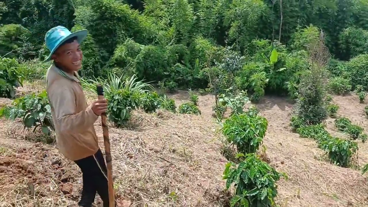 Trồng cà phê xanh lùn trên đất dốc | Một ngày đào bồn được 60 hố cà phê cực mệt