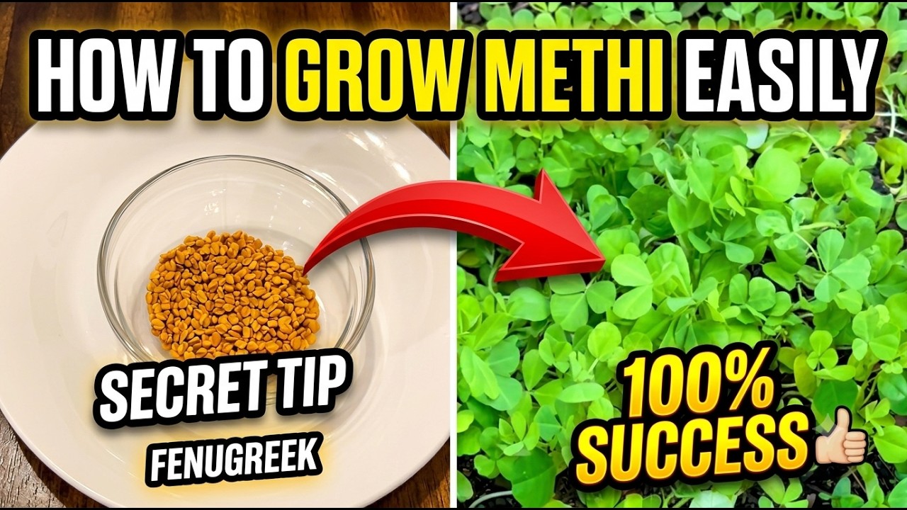 ✅ Secret Trick to Grow Methi Plants Fast at Home 🌱 | How To Grow Fenugreek Plants with 100% SUCCESS