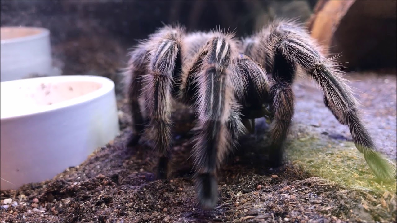 October Tarantula Feeding PART 2 OF 5 (GRAMMOSTOLA ROSEA) [HD]