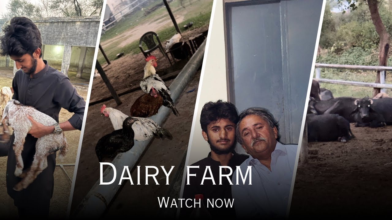 Dairy farm tour | Golden hour gang