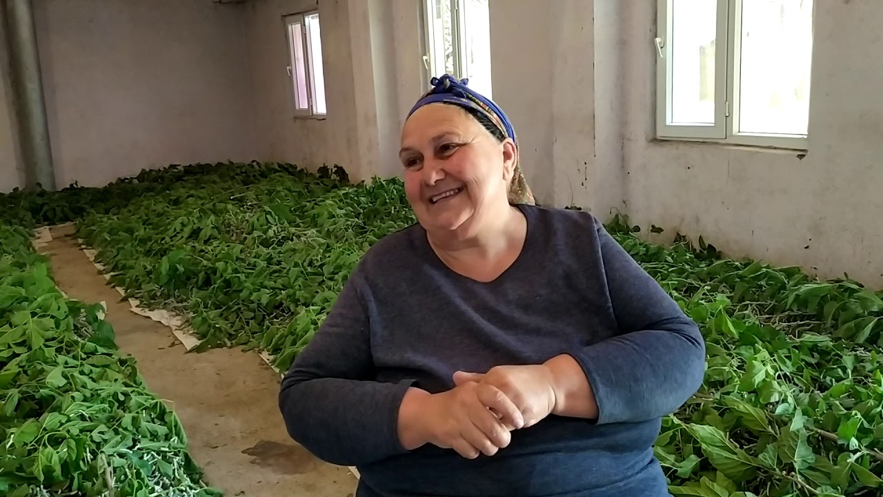 30 günə Ağgül arvada 8100 AZN pul, 