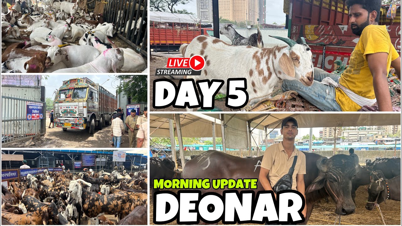 DEONAR BAKRA MANDI DAY 5 LATEST UPDATE 2025 || DEONAR OVERFULL HUA ||