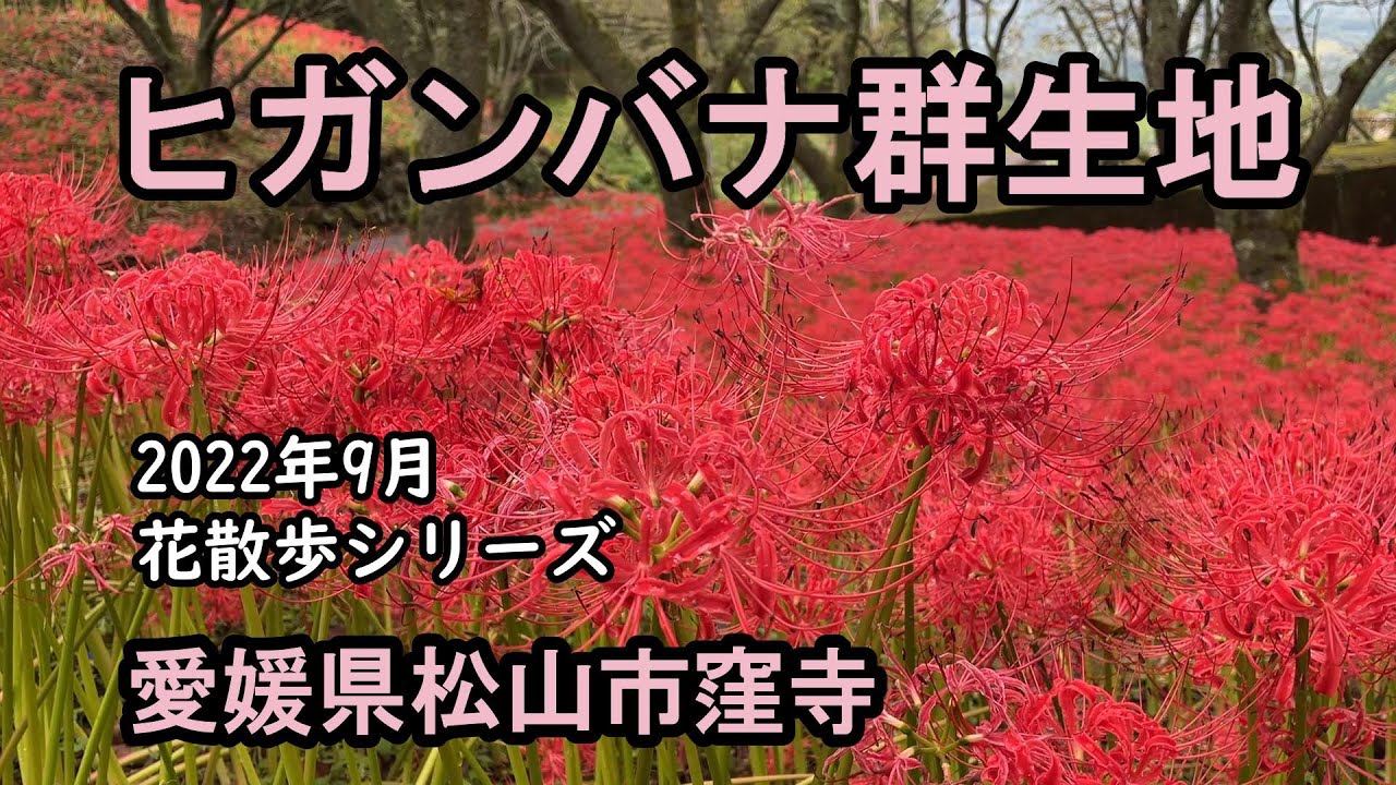 【窪寺　彼岸花】愛媛県松山市　2022年9月　夏の終わりにヒガンバナ群生地を訪ねました