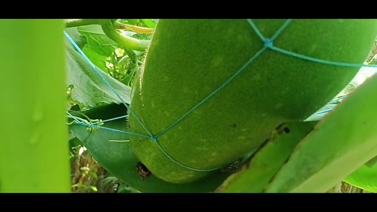  നെയ്‌ കുമ്പളം നൂറോളം കായികൾ ഒരു തയ്യിൽ മാത്രം 