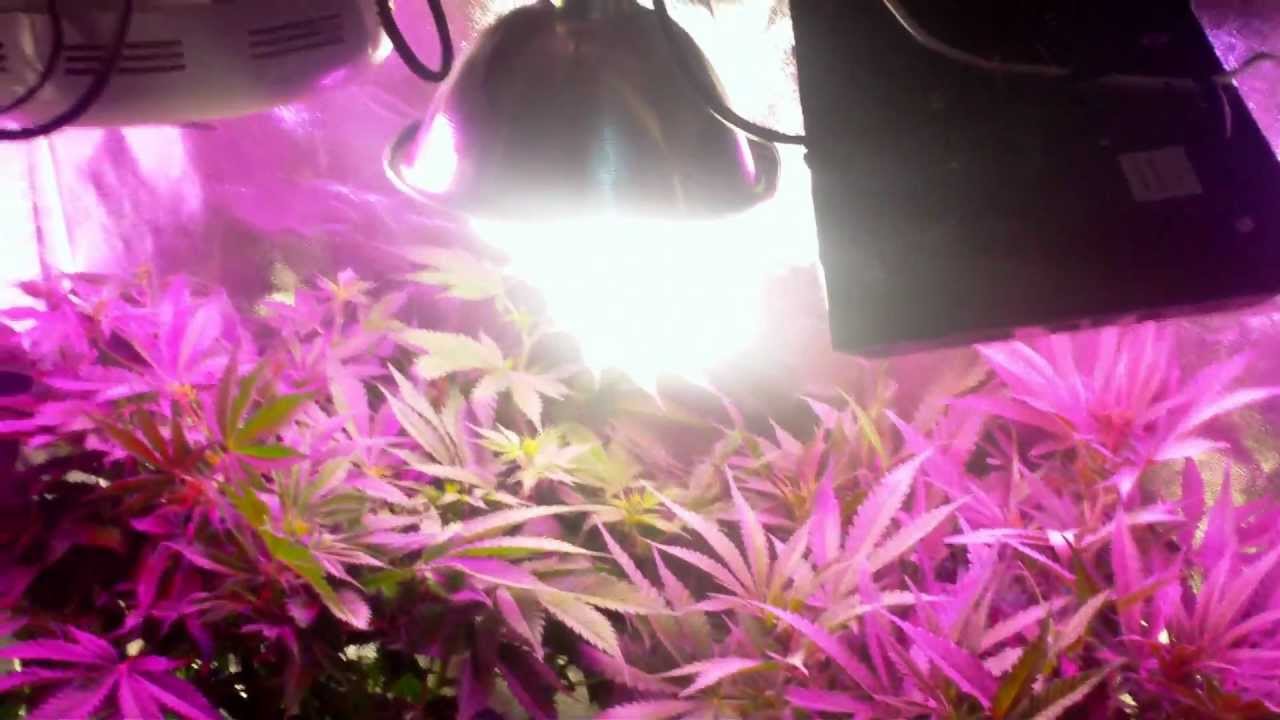 DWC Waterfarm LED tent Grow