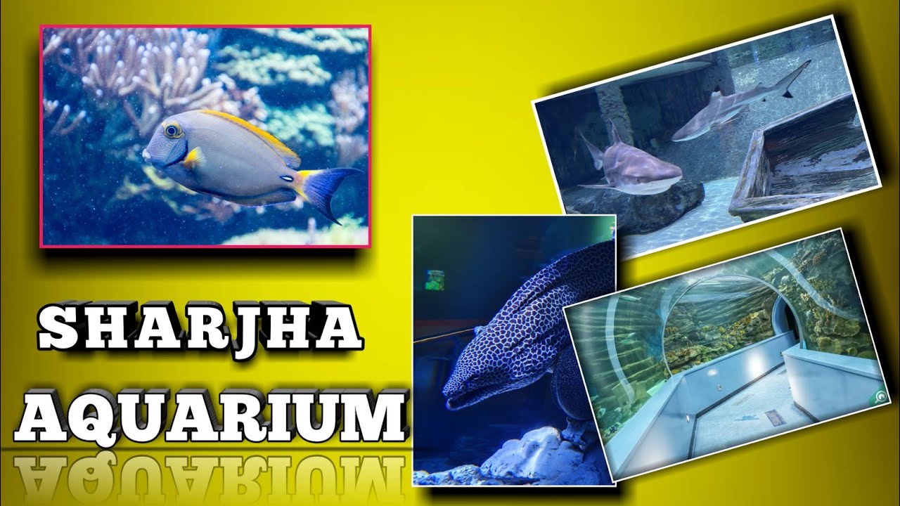 SHARJAH AQUARIUM |MUST VISIT PALACE IN SHARJAH | ഷാർജ അക്വേറിയം|SALAM DESIGN