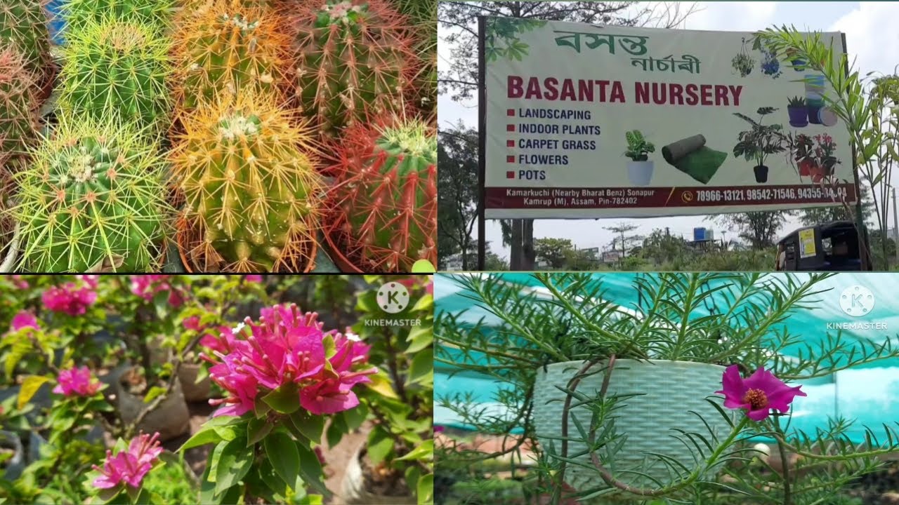 Basanta Nursery||Sonapur||Assam